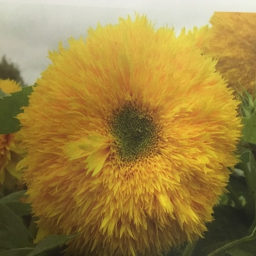 Sunflower Seeds - SuperTed